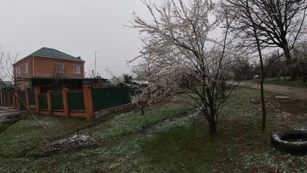 Spätes Frühjahr in Kuban, blühende Gärten. — Stockvideo