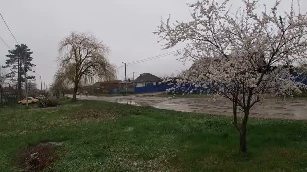 Fine primavera a Kuban, giardini fioriti. — Video Stock