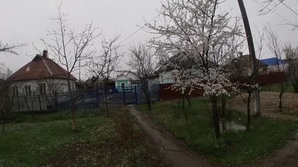Αργά την άνοιξη στο Kuban, ανθισμένους κήπους. — Αρχείο Βίντεο