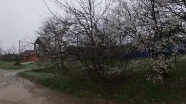 Kuban 'da bahar sonu, çiçek açan bahçeler..