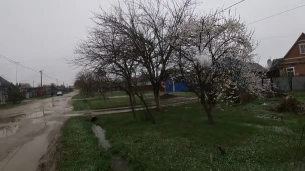 Primavera tardia em Kuban, jardins floridos. — Vídeo de Stock