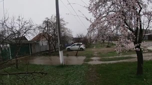 Késő tavasz Kuban, virágos kertek. — Stock videók