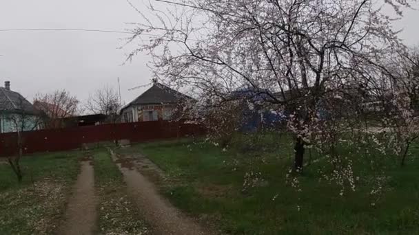 Spätes Frühjahr in Kuban, blühende Gärten. — Stockvideo