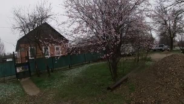 Finales de primavera en Kuban, jardines con flores. — Vídeo de stock