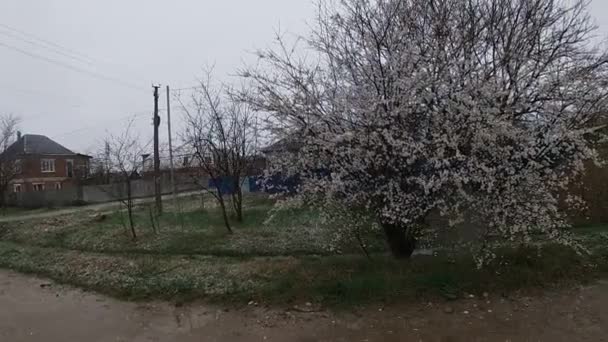 Spätes Frühjahr in Kuban, blühende Gärten. — Stockvideo