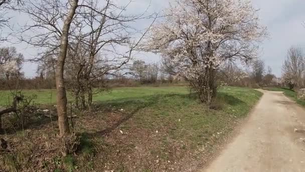 Printemps tardif au Kuban, jardins fleuris en avril-mois. — Video