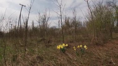 Baharın sonlarında Kuban 'da, nisan ayında çiçek açan bahçeler.