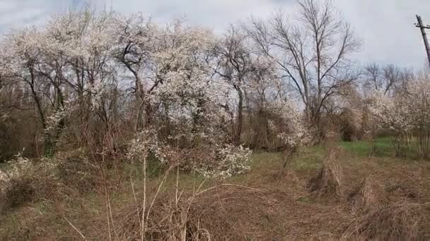 Spätes Frühjahr in Kuban, blühende Gärten im April-Monat. — Stockvideo