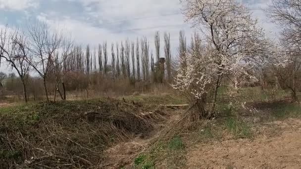 Primavera tardia em Kuban, jardins floridos em abril-mês. — Vídeo de Stock