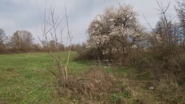 Baharın sonlarında Kuban 'da, nisan ayında çiçek açan bahçeler.