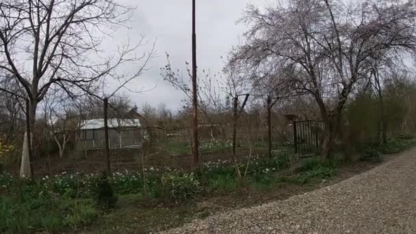 Printemps tardif au Kuban, jardins fleuris en avril-mois. — Video