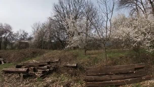 Primavera tardia em Kuban, jardins floridos em abril-mês. — Vídeo de Stock