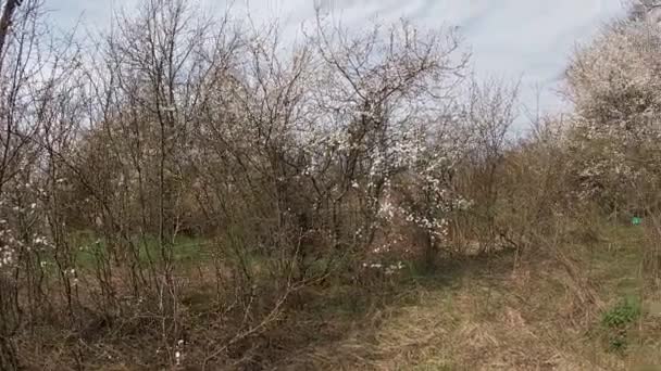 Printemps tardif au Kuban, jardins fleuris en avril-mois. — Video