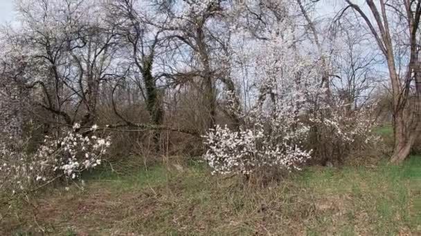 Spätes Frühjahr in Kuban, blühende Gärten im April-Monat. — Stockvideo