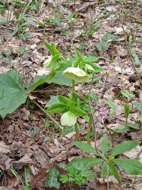 Baharın sonlarında Kuban 'da, nisan ayında çiçek açan bahçeler.