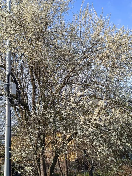 Baharın sonlarında Kuban 'da, nisan ayında çiçek açan bahçeler.