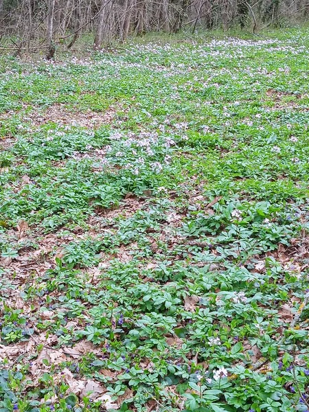 Baharın sonlarında Kuban 'da, Nisan' da çiçek açan bahçeler.