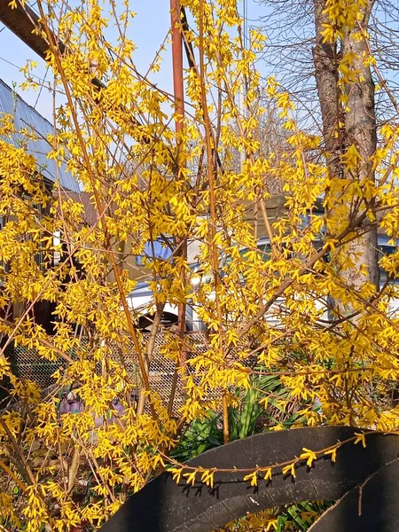 Baharın sonlarında Kuban 'da, nisan ayında çiçek açan bahçeler.