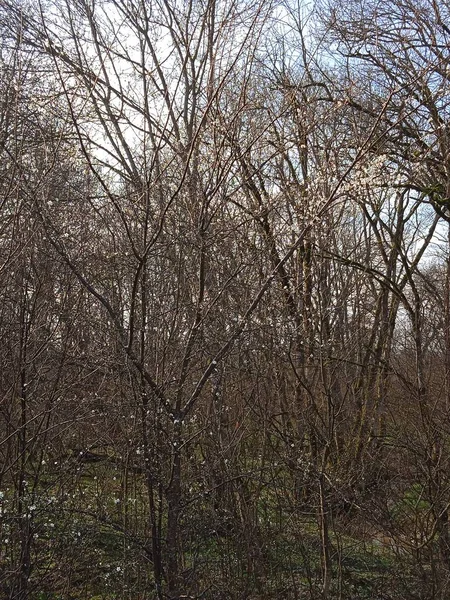 Baharın sonlarında Kuban 'da, nisan ayında çiçek açan bahçeler.
