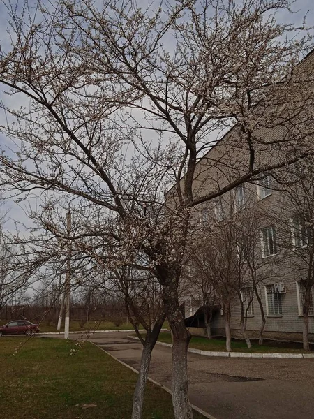Baharın sonlarında Kuban 'da, nisan ayında çiçek açan bahçeler.