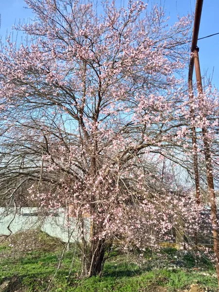 Baharın sonlarında Kuban 'da, nisan ayında çiçek açan bahçeler.