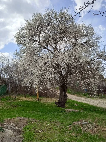Lente lente in Kuban, bloeiende tuinen in april. — Stockfoto