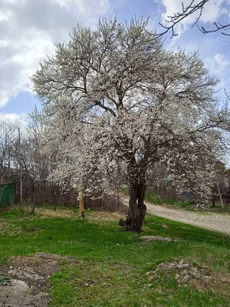 Spätes Frühjahr in Kuban, blühende Gärten im April. — Stockfoto