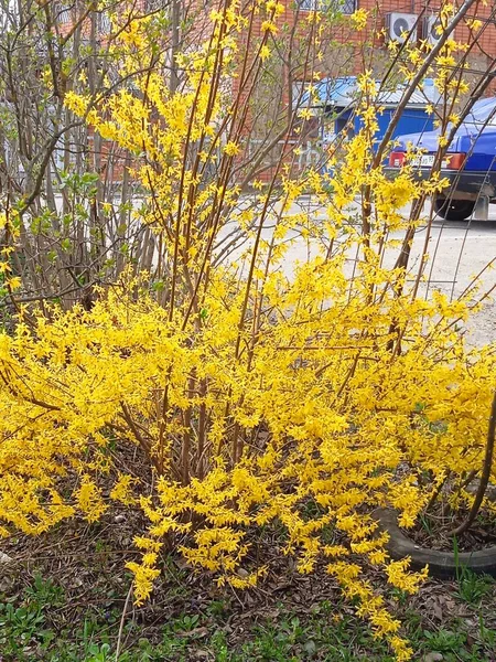 Baharın sonlarında Kuban 'da, Nisan' da çiçek açan bahçeler.