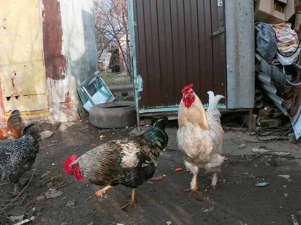 Evin arka bahçesinden bir tavuk kümesi.