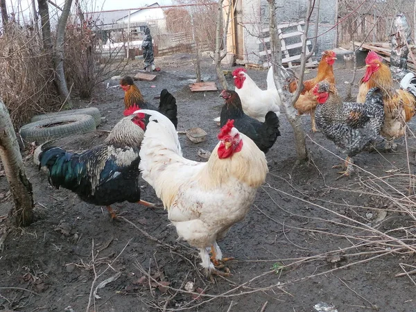 Evin arka bahçesinden bir tavuk kümesi.