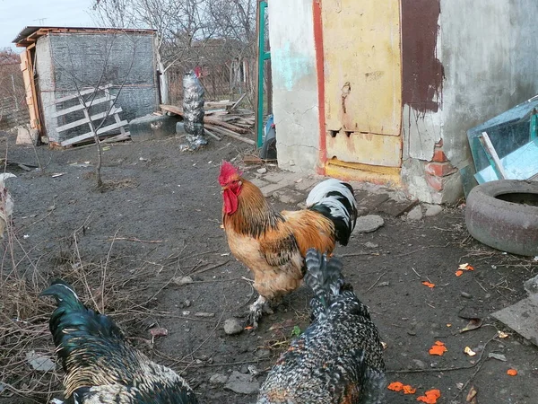 Ein Hühnerstall aus dem heimischen Hinterhof. — Stockfoto