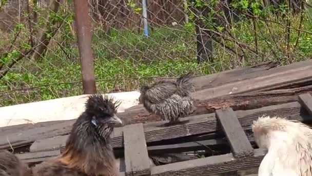 Chickens from a home bird yard. — Stock Video