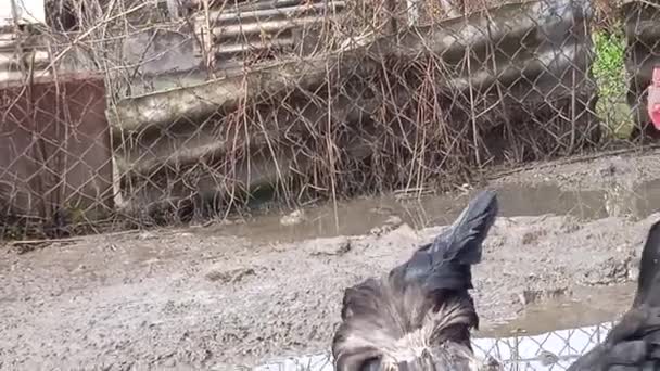 Poulets d'un jardin d'oiseaux à la maison. — Video