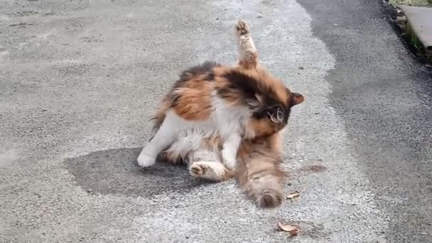 Любимый кот, демонстрирующий чистоту и уход. — стоковое видео
