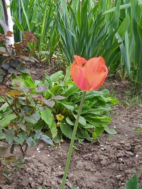 Nisan ve Mayıs aylarında açan güzel Küba çiçekleri.