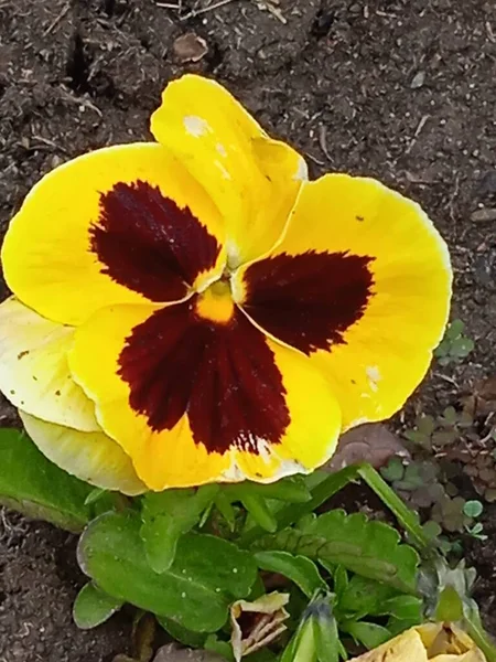 Nisan ve Mayıs aylarında güzel Küba çiçekleri.