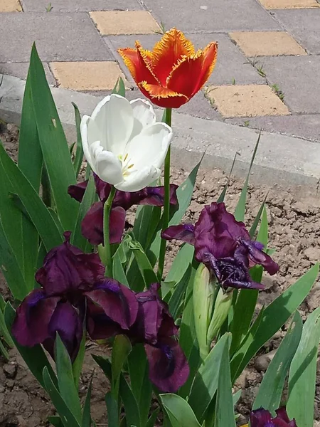 Nisan ve Mayıs aylarında açan güzel Küba çiçekleri.