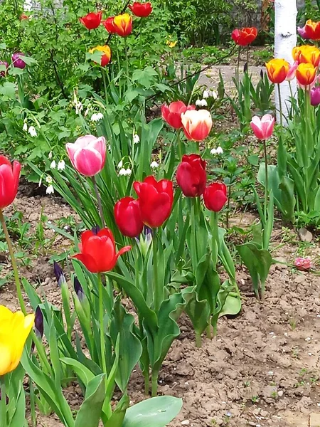 Nisan ve Mayıs aylarında açan güzel Küba çiçekleri.