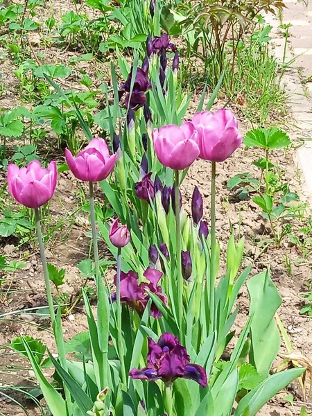 Nisan ve Mayıs aylarında açan güzel Küba çiçekleri.