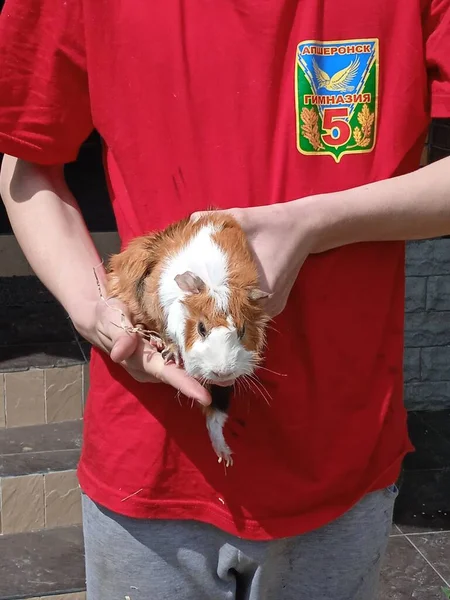 Hand-Meerschweinchen, ein Liebling seiner Besitzer. — Stockfoto