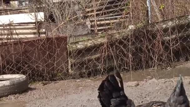 Куры, измельченные на домашнем дворе Апшеронска. — стоковое видео