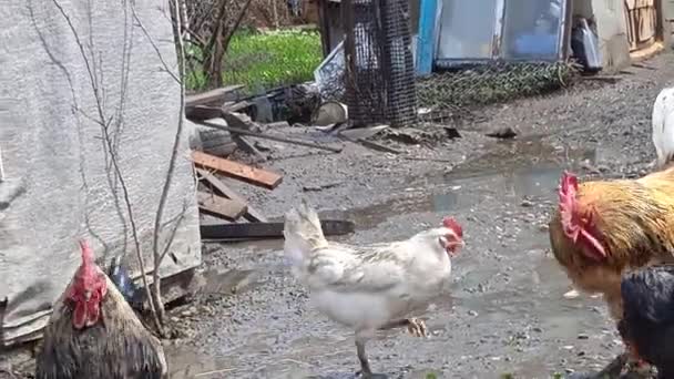Polli, triturati nel cortile di casa di Apsheronsk. — Video Stock