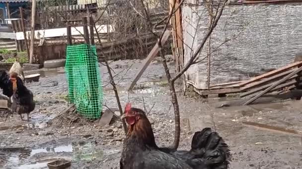 Apsheronsk 'un arka bahçesinden güzel tavuklar. — Stok video