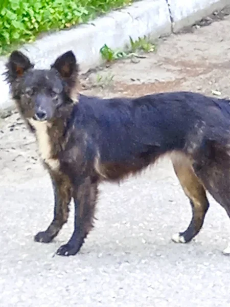 Tiere - freier Spaziergang durch die Stadt Apsheronscu. — Stockfoto