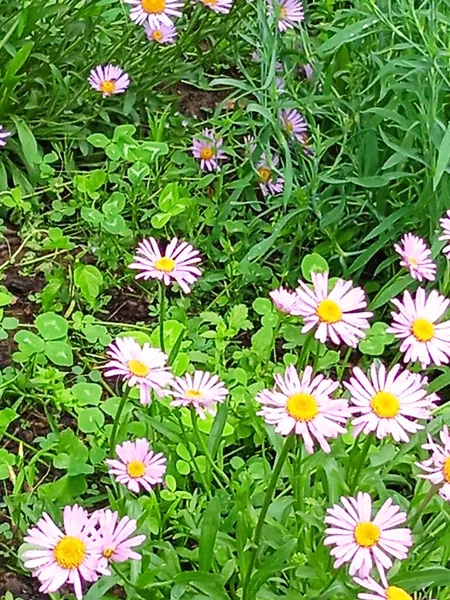 Blommor i maj månad i staden Apsheronsk — Stockfoto