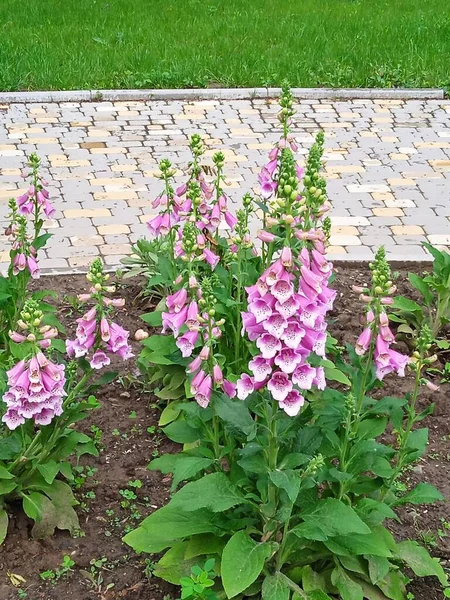 Apsheronsk şehrinde Mayıs ayı çiçekleri