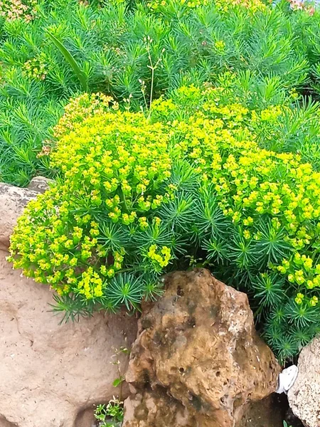 Apsheronsk 'ta Mayıs ayında çiçek açan bahçeler