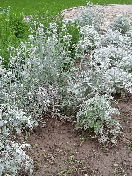 Apsheronsk şehrinde Mayıs ayı çiçekleri