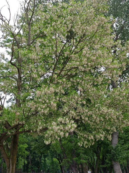 Fiori in maggio-mese nella città di Apsheronsk — Foto Stock