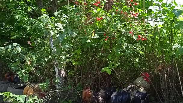 Pollos y pollos en un patio privado en Apsheronsk — Vídeo de stock